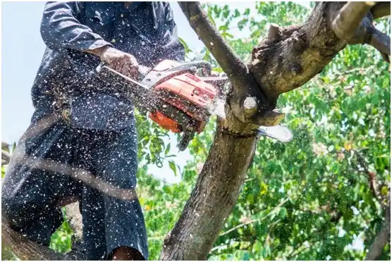 tree services Sunbury